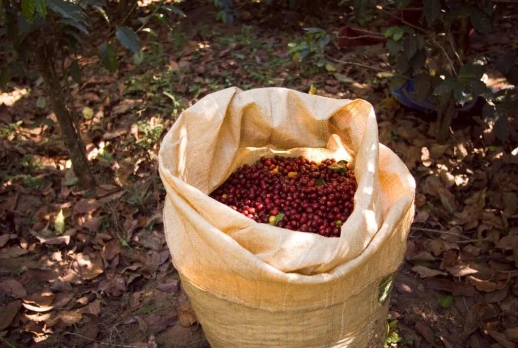 Как и где растет кофе? | Блог компании «Легенда Чая»